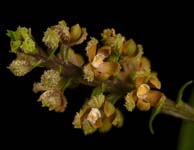 E. maculosa